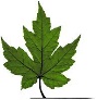 cuusvMT image001 1
